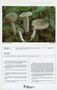 Hygrophorus agathosmus